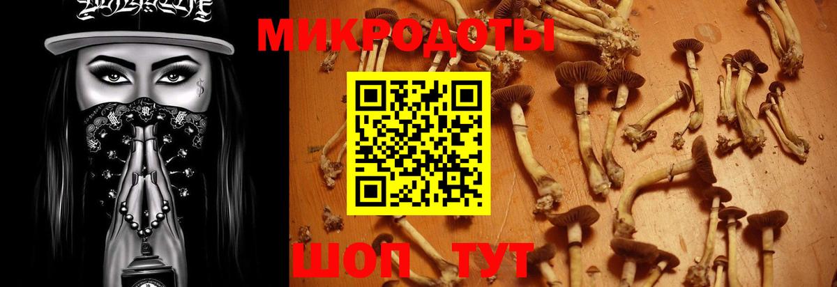 Псилоцибиновые грибы Psilocybine cubensis Унеча